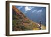 Backpacker on Trail, Huckleberry(Vaccinium Deliciosum), Washington,Usa-Gary Luhm-Framed Photographic Print