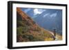 Backpacker on Trail, Huckleberry(Vaccinium Deliciosum), Washington,Usa-Gary Luhm-Framed Photographic Print