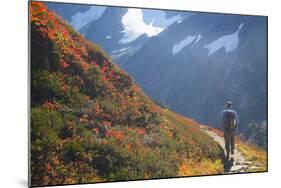 Backpacker on Trail, Huckleberry(Vaccinium Deliciosum), Washington,Usa-Gary Luhm-Mounted Photographic Print