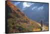 Backpacker on Trail, Huckleberry(Vaccinium Deliciosum), Washington,Usa-Gary Luhm-Framed Stretched Canvas