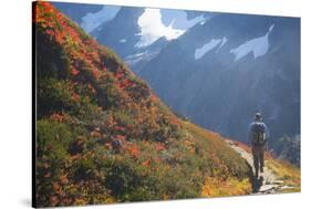 Backpacker on Trail, Huckleberry(Vaccinium Deliciosum), Washington,Usa-Gary Luhm-Stretched Canvas