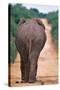 Backside of an Elephant-null-Stretched Canvas