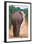 Backside of an Elephant-null-Framed Photographic Print