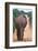 Backside of an Elephant-null-Framed Photographic Print