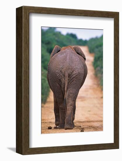 Backside of an Elephant-null-Framed Photographic Print