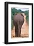 Backside of an Elephant-null-Framed Photographic Print