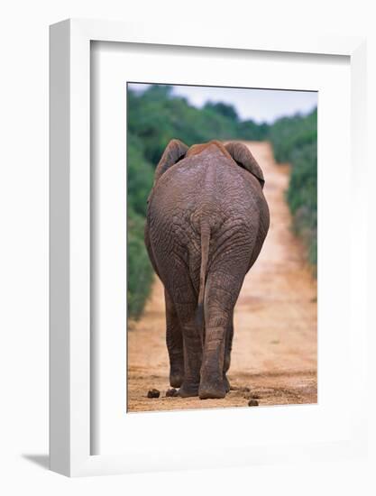 Backside of an Elephant-null-Framed Photographic Print