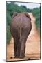 Backside of an Elephant-null-Mounted Photographic Print
