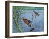 Backswimmers (Notonecta Maculata), Notonectidae, Chasing Food Underwater-null-Framed Giclee Print