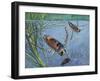 Backswimmers (Notonecta Maculata), Notonectidae, Chasing Food Underwater-null-Framed Giclee Print