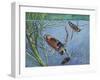 Backswimmers (Notonecta Maculata), Notonectidae, Chasing Food Underwater-null-Framed Giclee Print