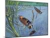 Backswimmers (Notonecta Maculata), Notonectidae, Chasing Food Underwater-null-Mounted Giclee Print