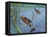 Backswimmers (Notonecta Maculata), Notonectidae, Chasing Food Underwater-null-Framed Stretched Canvas