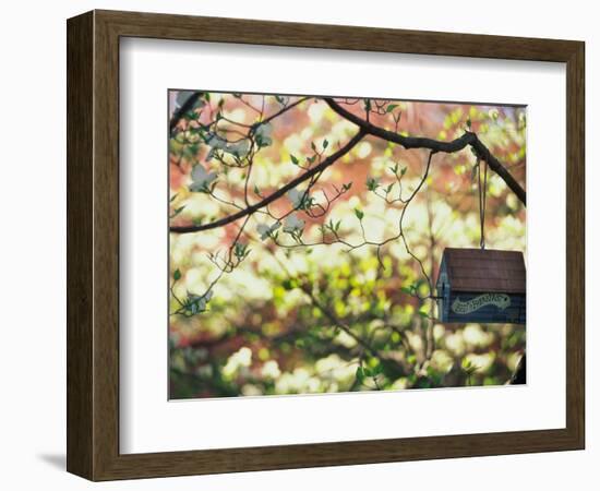 Backyard Bird Feeder, Birdhouse and Spring Flowers-Gayle Harper-Framed Photographic Print