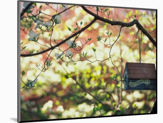 Backyard Bird Feeder, Birdhouse and Spring Flowers-Gayle Harper-Mounted Photographic Print