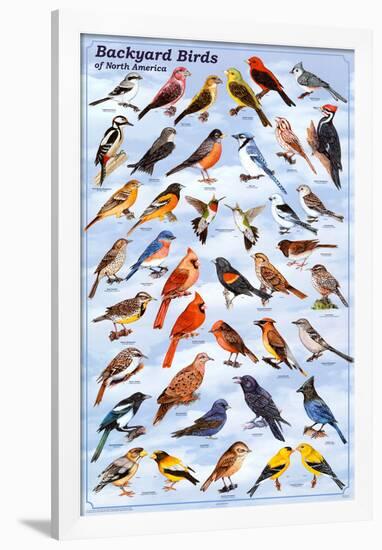 Backyard Birds Educational Science Chart Poster-null-Framed Poster