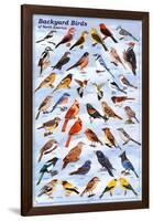 Backyard Birds Educational Science Chart Poster-null-Framed Poster