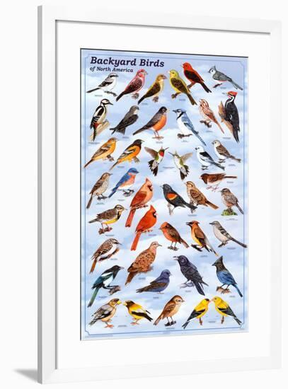 Backyard Birds Educational Science Chart Poster-null-Framed Poster