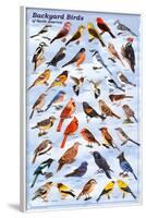 Backyard Birds Educational Science Chart Poster-null-Framed Poster