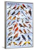 Backyard Birds Educational Science Chart Poster-null-Framed Poster