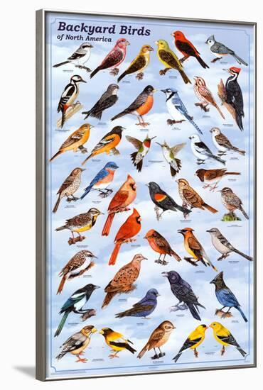 Backyard Birds Educational Science Chart Poster-null-Framed Poster