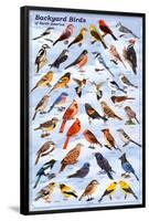 Backyard Birds Educational Science Chart Poster-null-Framed Poster