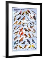 Backyard Birds Educational Science Chart Poster-null-Framed Poster