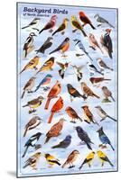 Backyard Birds Educational Science Chart Poster-null-Mounted Poster