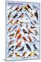 Backyard Birds Educational Science Chart Poster-null-Mounted Poster