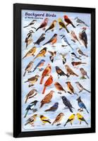 Backyard Birds Educational Science Chart Poster-null-Framed Poster