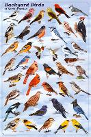 Backyard Birds Educational Science Chart Poster-null-Lamina Framed Poster