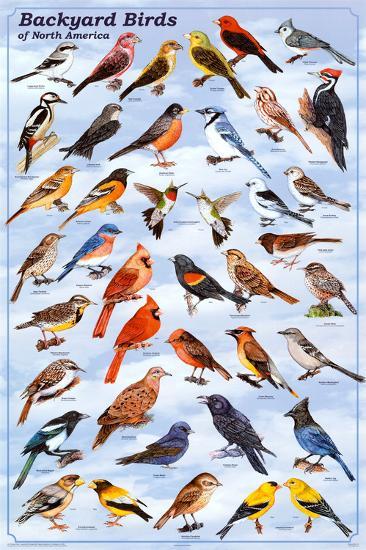 Backyard Birds Educational Science Chart Poster-null-Lamina Framed Poster