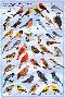 Backyard Birds Educational Science Chart Poster-null-Lamina Framed Poster