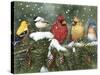 Backyard Birds on Snowy Branch-William Vanderdasson-Stretched Canvas