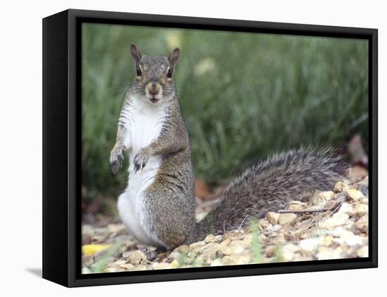 Backyard Buddy-Karen Williams-Framed Stretched Canvas