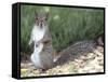 Backyard Buddy-Karen Williams-Framed Stretched Canvas