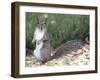 Backyard Buddy-Karen Williams-Framed Premium Photographic Print