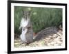 Backyard Buddy-Karen Williams-Framed Photographic Print