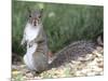 Backyard Buddy-Karen Williams-Mounted Photographic Print