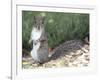 Backyard Buddy-Karen Williams-Framed Photographic Print