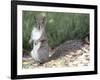 Backyard Buddy-Karen Williams-Framed Photographic Print