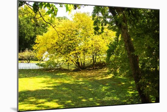 Backyard Color I-Alan Hausenflock-Mounted Photographic Print