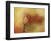 Backyard Jewel-Jai Johnson-Framed Premium Giclee Print