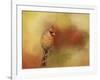 Backyard Jewel-Jai Johnson-Framed Giclee Print