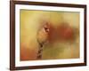 Backyard Jewel-Jai Johnson-Framed Giclee Print