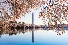 Washington Monument Towers above Blossoms-BackyardProductions-Stretched Canvas