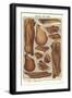 Bacon and Ham-null-Framed Giclee Print