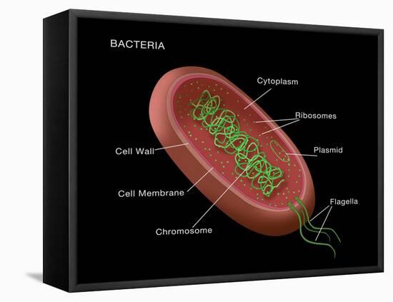 Bacteria Diagram-Monica Schroeder-Framed Stretched Canvas