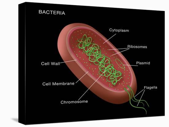 Bacteria Diagram-Monica Schroeder-Stretched Canvas