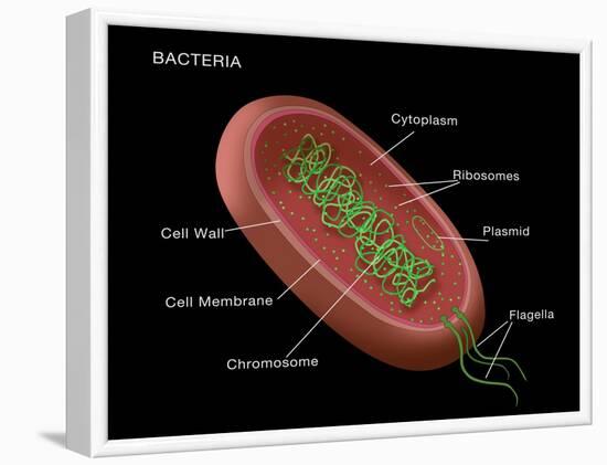 Bacteria Diagram-Monica Schroeder-Framed Giclee Print